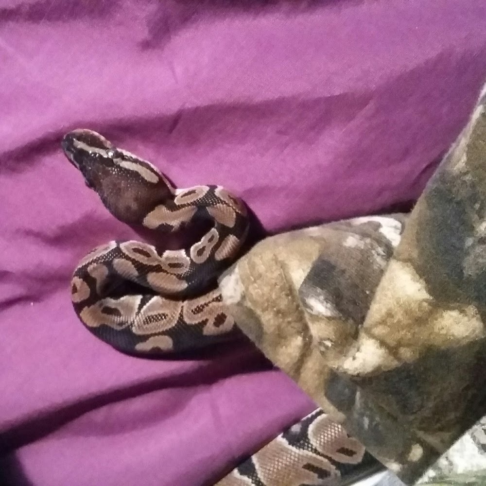 Meet your Posher, Keicha